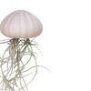 Airplant tillandsia jellyfish violet medium spaans mos - Afbeelding 3