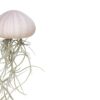 Airplant tillandsia jellyfish violet medium spaans mos - Afbeelding 2
