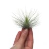 Airplant tillandsia andreana XL