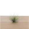 Airplant tillandsia andreana XL - Afbeelding 2