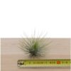 Airplant tillandsia andreana XL - Afbeelding 3