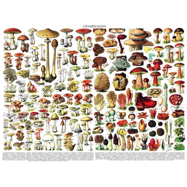New York Puzzle Company Vintage Images Mushrooms Champignons 1000 stukjes puzzel - Afbeelding 2