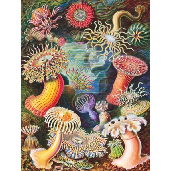 New York Puzzle Company Vintage Images Sea Anemones 1000 stukjes puzzel - Afbeelding 4